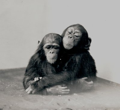 Johnnie and a Friend, Two of ZSL London Zoo